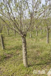 高度280厘米丁香