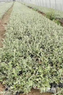 高度40厘米水果兰球