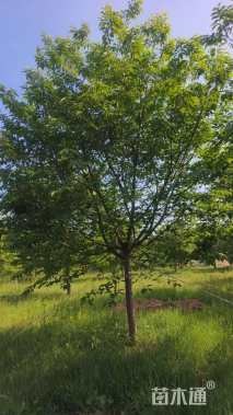 15公分红粉佳人樱