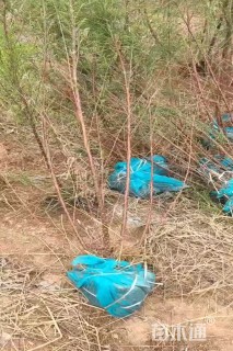 高度100厘米柽柳