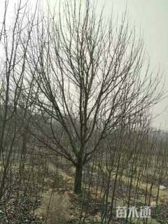 18公分八棱海棠