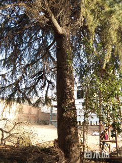 高度450厘米雪松