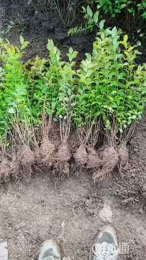 高度60厘米金森女贞小苗