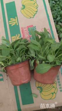 高度10厘米黑心菊