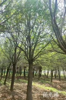 25公分暴马丁香