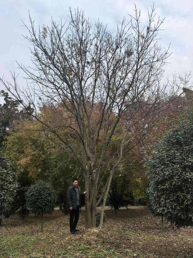 100公分(5杆)丛生黄连木