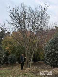 100公分(5杆)丛生黄连木