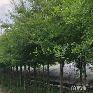 15公分柳叶栎