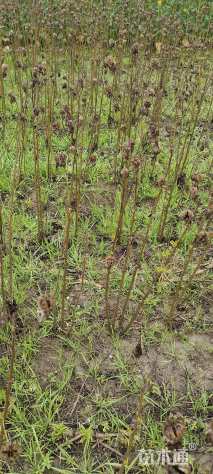 高度50厘米木芙蓉