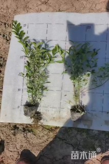 高度40厘米银姬小蜡