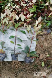 0.5公分红叶石楠