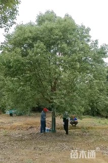 20公分香樟