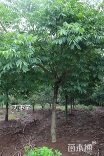 8公分无患子