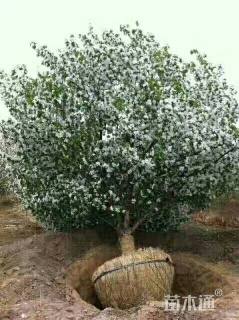 25公分八棱海棠