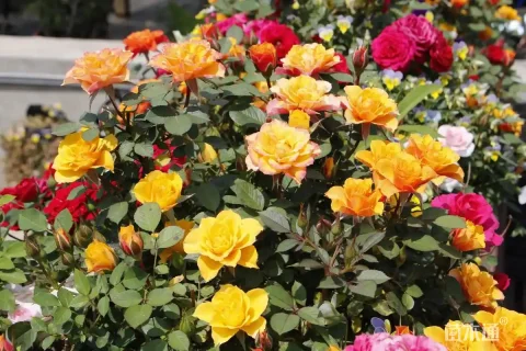 高度180厘米月季