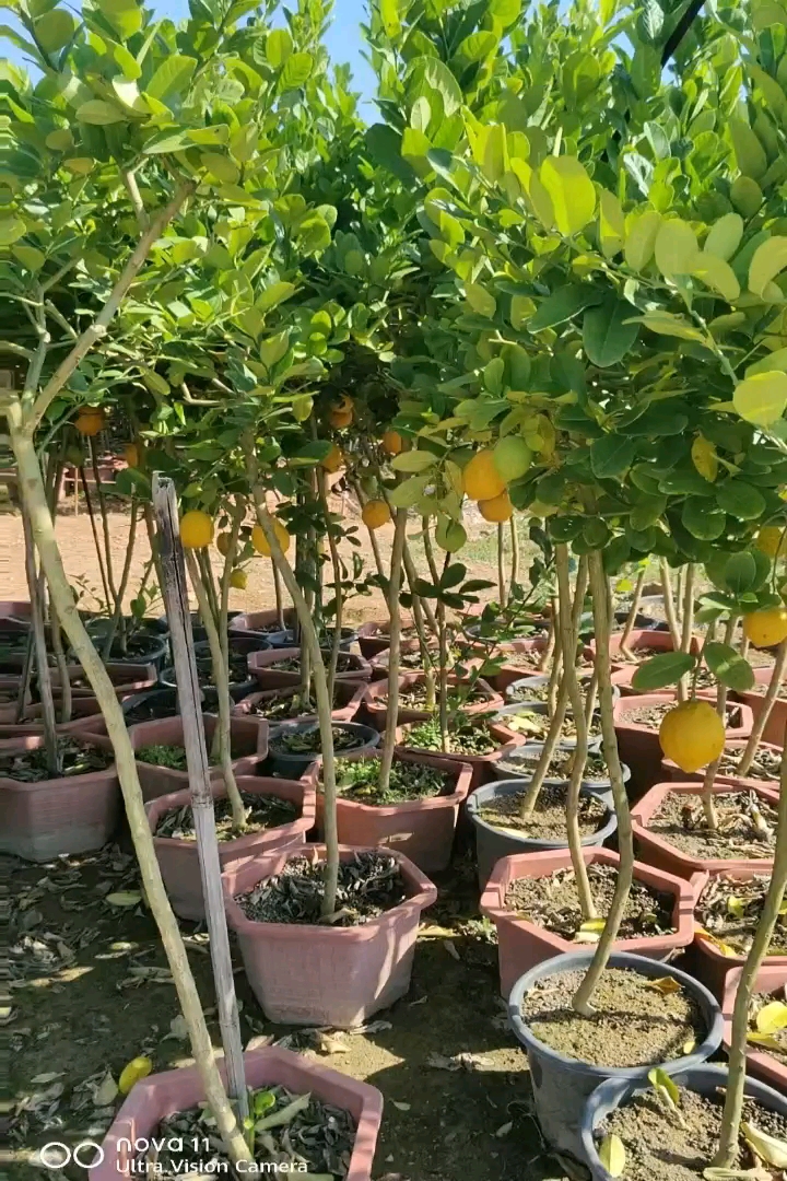 高度50厘米柠檬