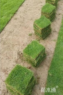 草块状结缕草