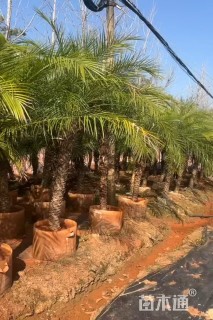 裸干高120厘米加拿利海枣