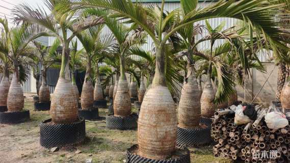 裸干高80厘米酒瓶椰子