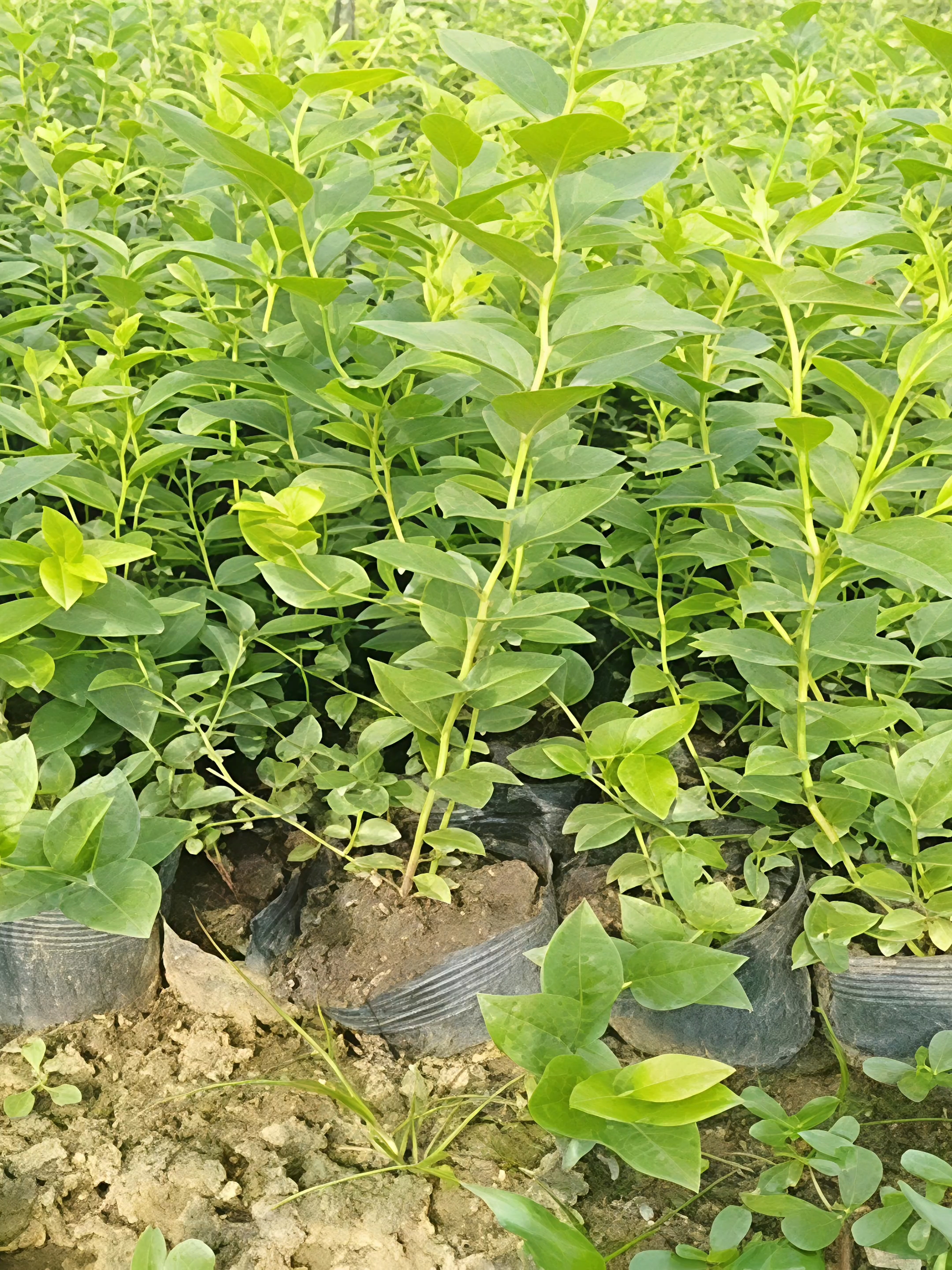 高度20厘米蓝莓小苗