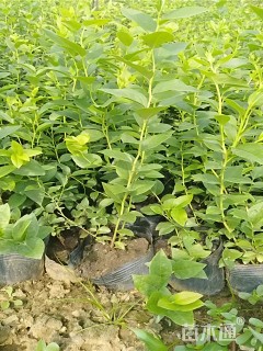 高度20厘米蓝莓小苗