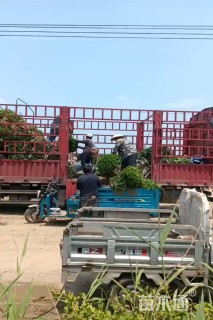 冠幅80厘米瓜子黄杨球