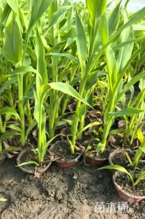 高度40厘米水生美人蕉