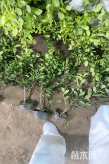 高度40厘米无刺枸骨小苗