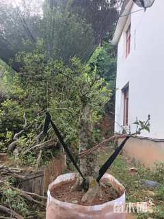 高度300厘米茶树