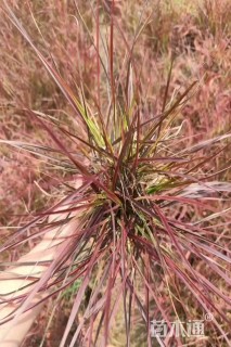 高度30厘米火焰狼尾草