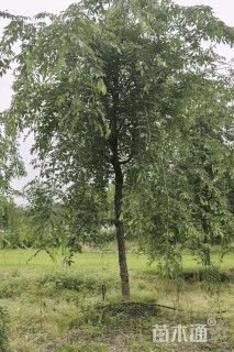 8公分垂丝樱花