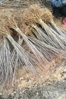 高度70厘米紫穗槐小苗