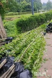 400厘米油麻藤