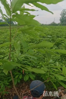 0.2公分麻栎