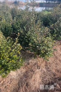 高度120厘米茶梅