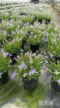 高度20厘米彩星花