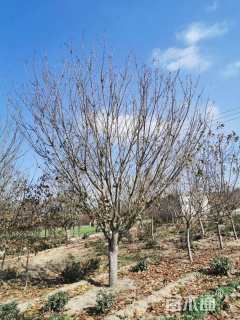 15公分日本晚樱