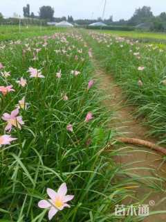 高度20厘米韭兰