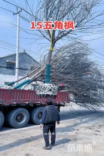 22公分金叶复叶槭