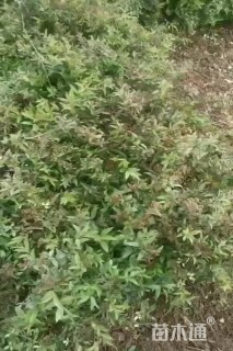 高度15厘米绣线菊