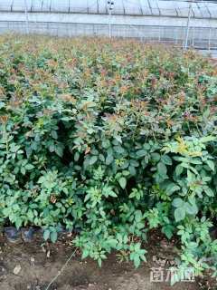 高度50厘米蔷薇