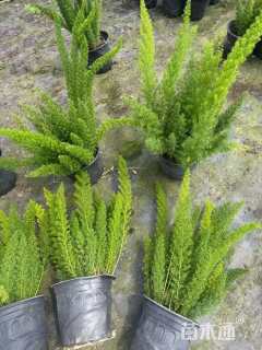 高度28厘米狐尾天门冬