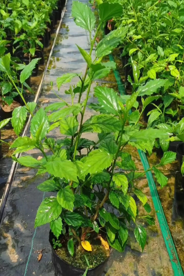 高度30厘米扶桑