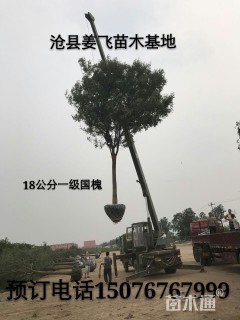 15公分国槐