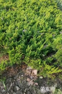 高度70厘米龙柏