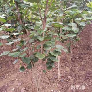 高度220厘米丛生紫荆