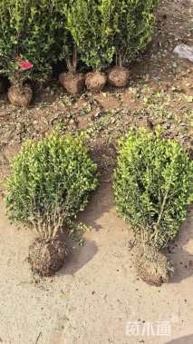 高度50厘米瓜子黄杨