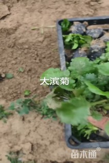 高度5厘米大滨菊