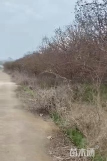 10公分北美海棠