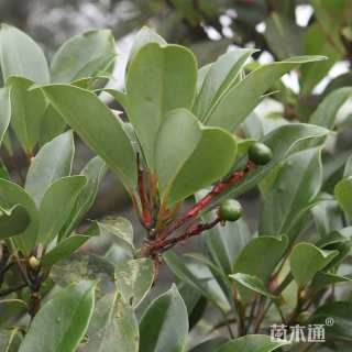 10公分红楠